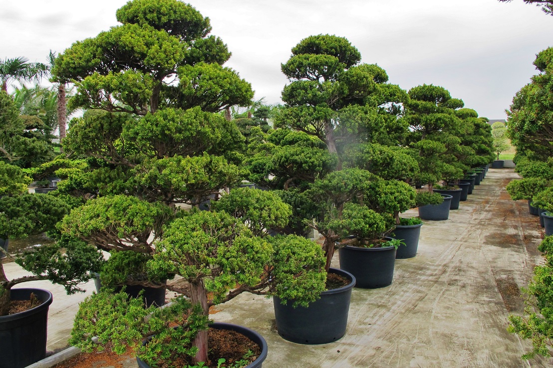 schoene taxus bonsai allee