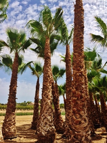 washingtonia palmen mallorca kaufen gross