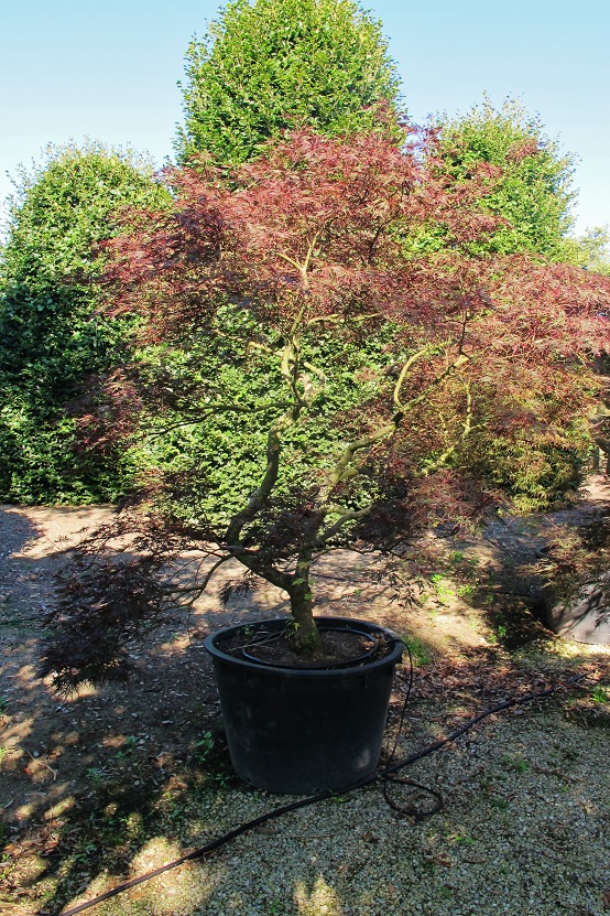 Acer Kuebelpflanze