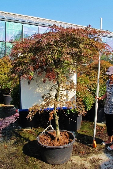 kleiner Ahorn im Topf kaufen Acer ahorn asien japan rot kaufen