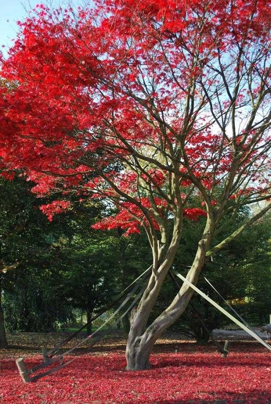 grosser roter Ahornbaum acer palmatum atropurpureum kaufen Acer palmatum Atropurpureum kaufen