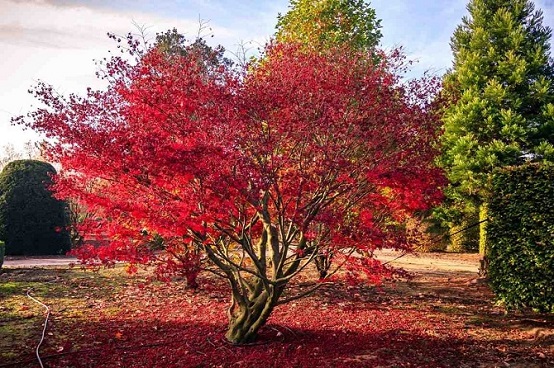 Baum Acer Arten Baum Acer Arten