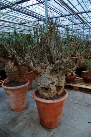 Old adansonia digitata baobab buy