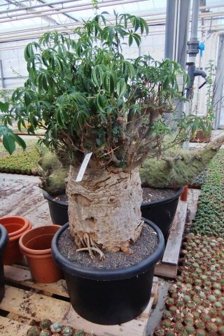 Adansonia digitata Baobab mit Laub
