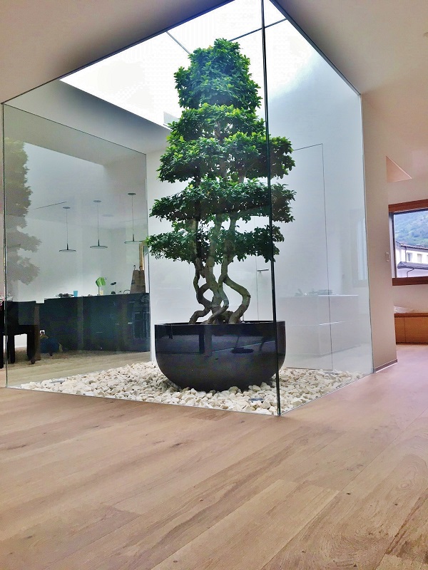 Plant and planter - Microcarpa Bonsai in Atrium Lucerne - Switzerland