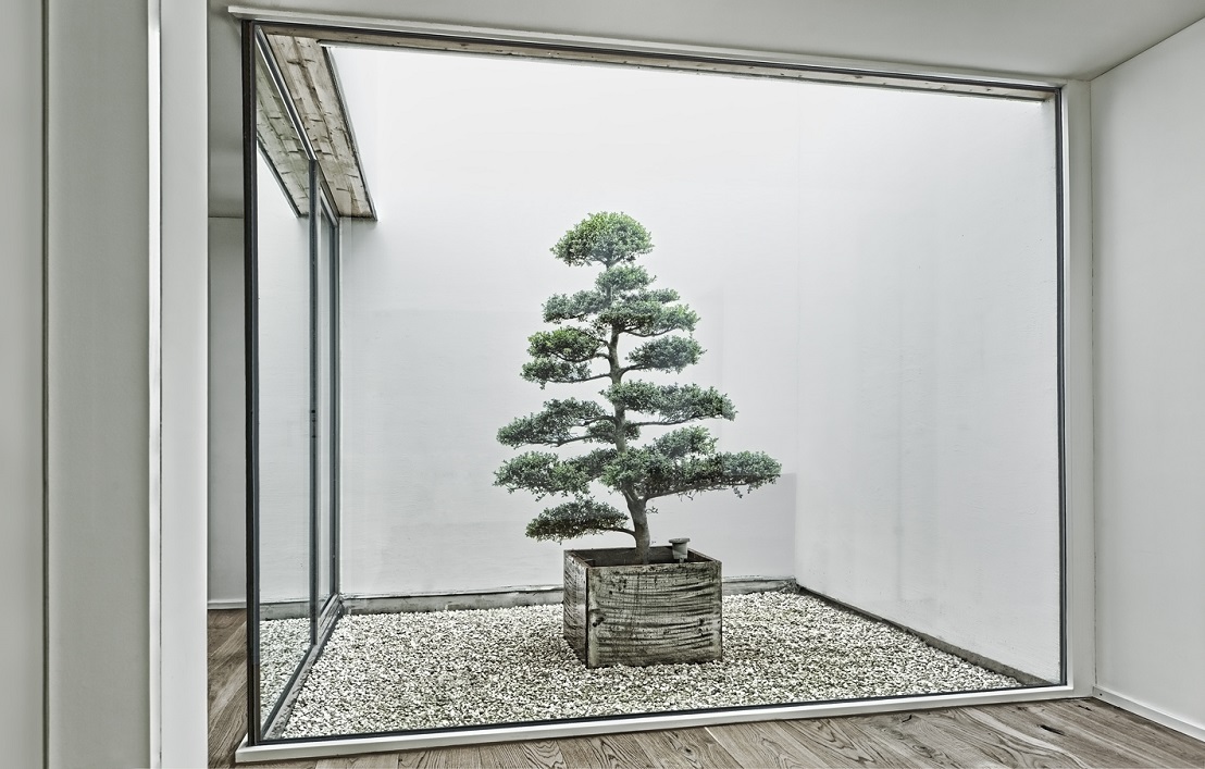 Ilex Bonsai from Japan in an atrium in Bern - Switzerland