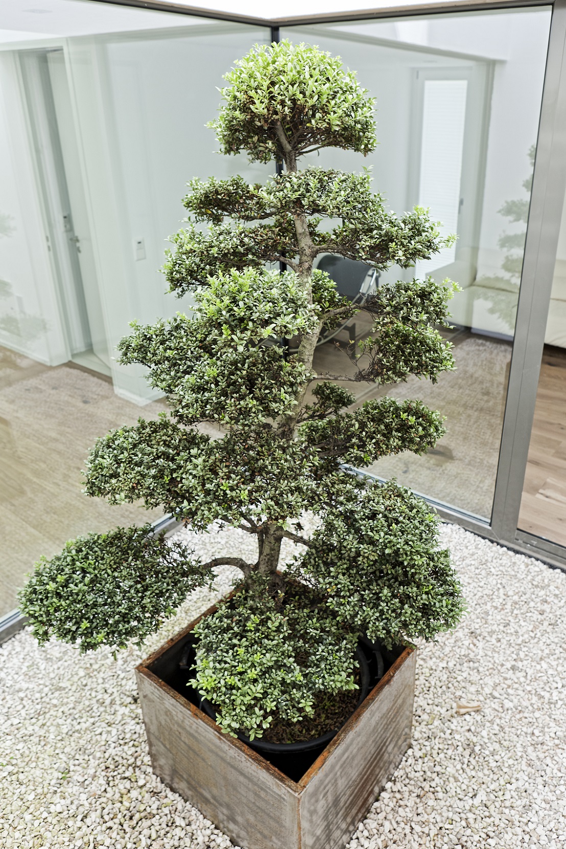 Atrium Schweiz Bern Bonsai