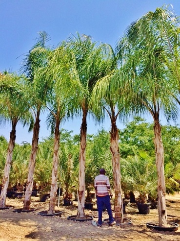 Cocos arecastrum Palmen mallorca kaufen