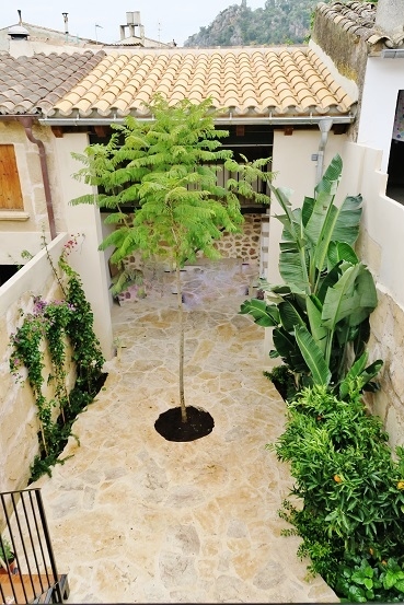Patio Mallorca tropische pflanzen kaufen