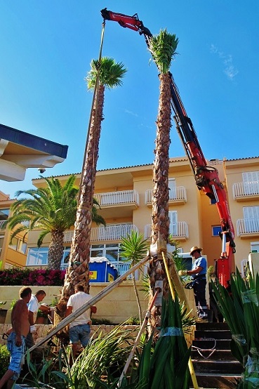 Washingtonia Balearen mallorca ibiza palmen liefern