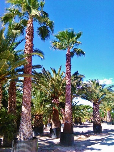 Washingtonia grosse palmen ibiza balearen mallorca kaufen