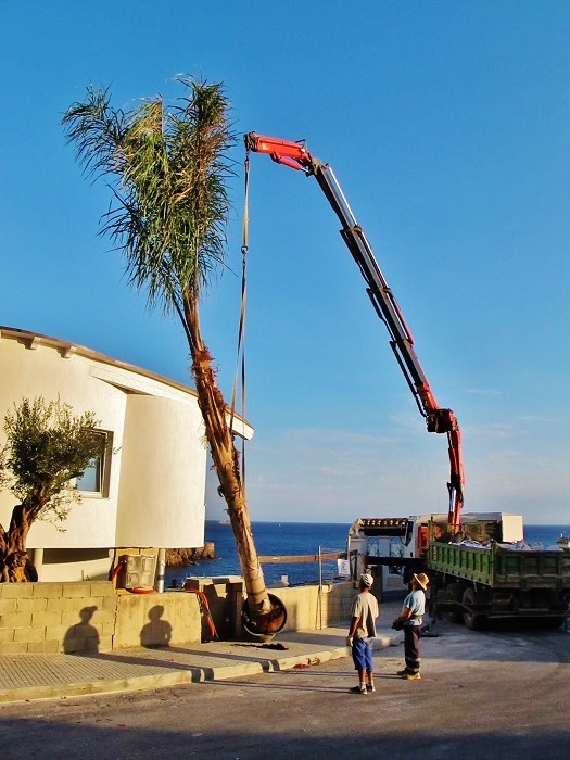 Arecastrum coco palme mallorca ibiza balearen