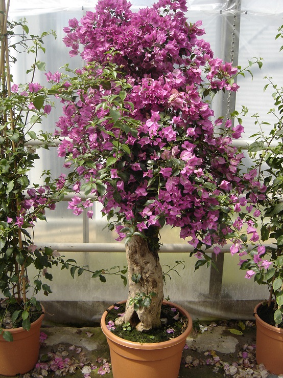 Bougainvillea gross kaufen mallorca