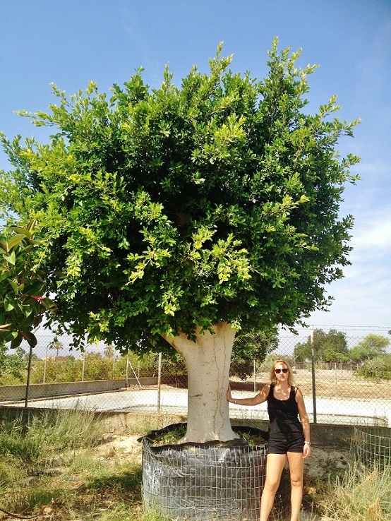 Ficus Baum gross alt mallorca kaufen