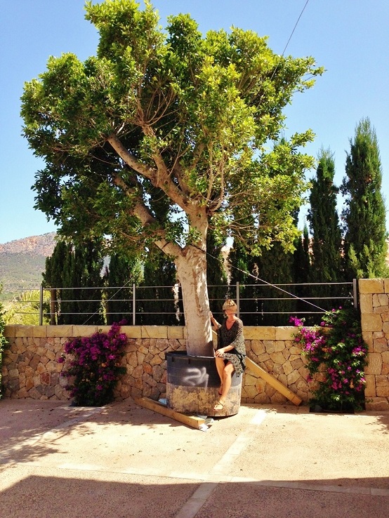 Ficus nitida Gartenanlage antratx mallorca kaufen