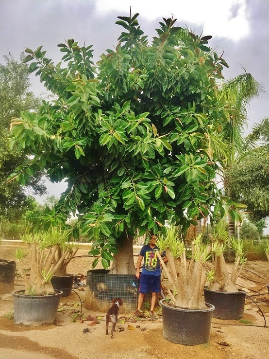 ficus elastica gummibaum gross kaufen mallorca