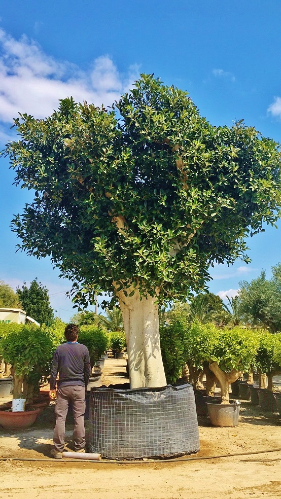 riesen ficus kaufen mallorca ibiza