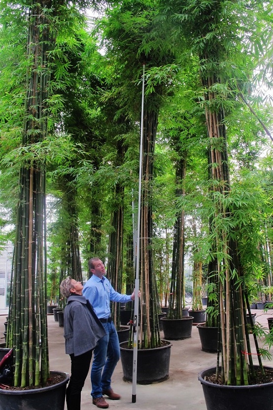 Bambusa siamensis about 7 meters high buy