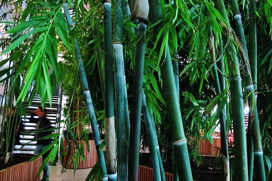 Bambusa stems