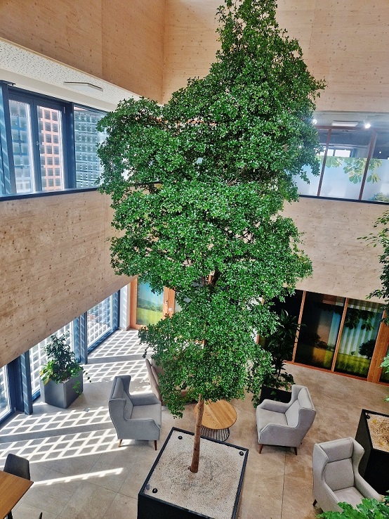 Bucida buceras Baum im Bankaus innen pflanzen