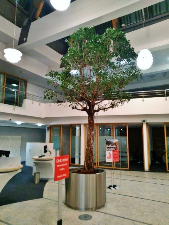 Naturbaum für ein Geldinstitut online kaufen Naturbaum Bankhaus Pflanze Innenraum kaufen