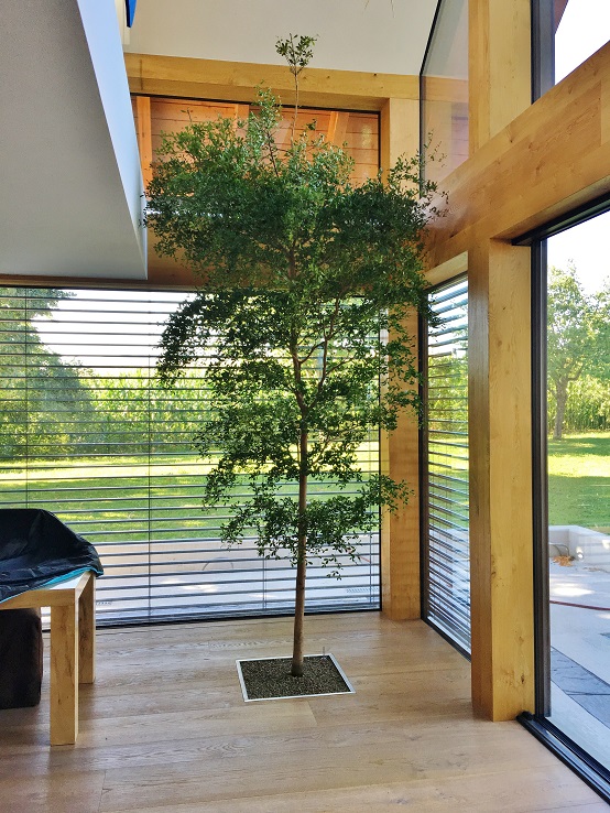 Bucida Baum im Haus online kaufen