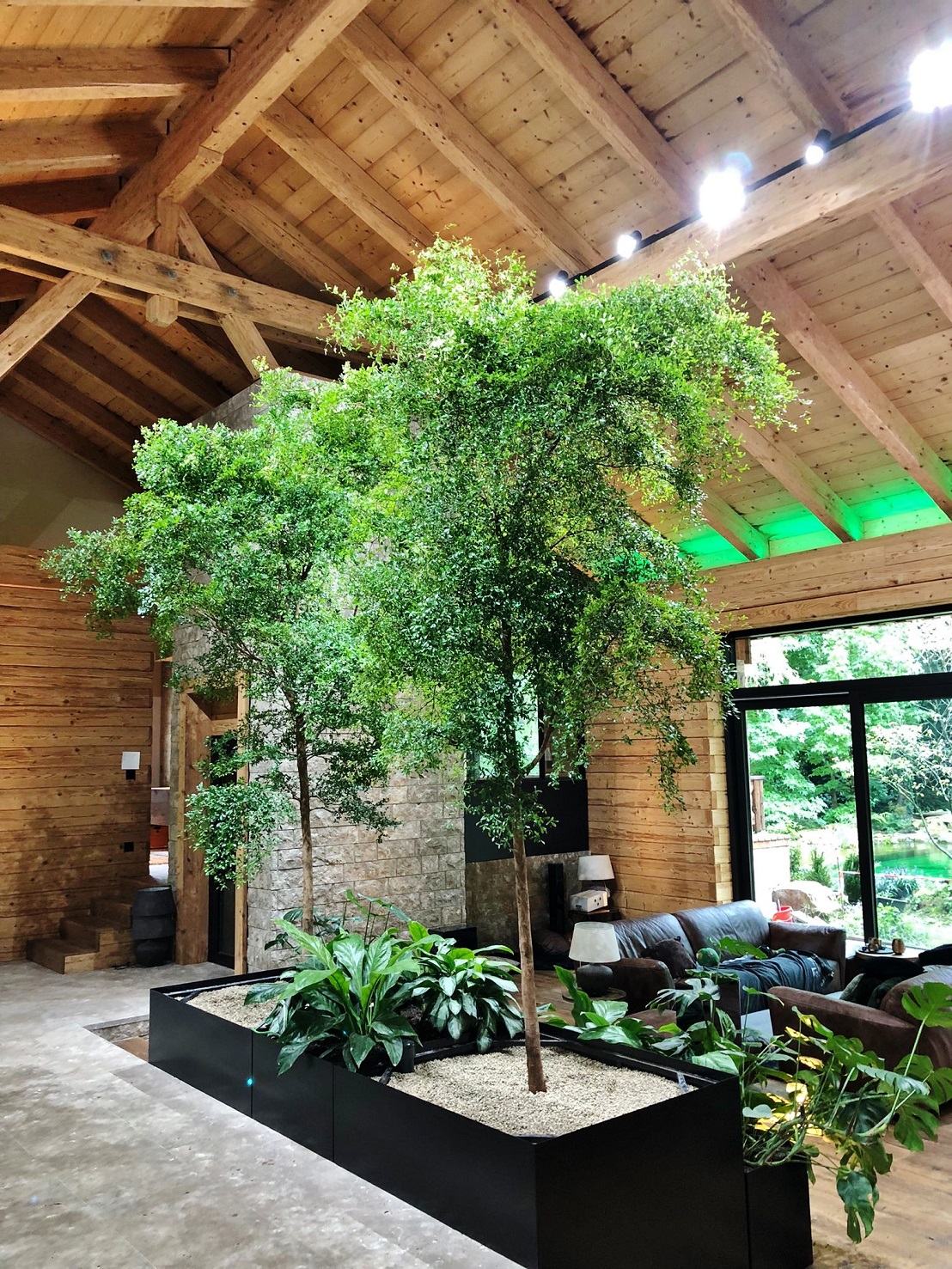 Bucida Baum in Privat Lodge planen pflanzen kaufen