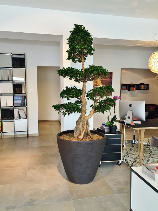 Microcarpa Raumpflanze in anthrazit online kaufen