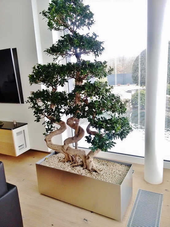Dreistämmiger Ficus microcarpa Baum - bonsaiaritg in Wohnraum im Edelstahlgefäß stehend - online kaufen Microcarpa bonsaiartig Edelstahl Wohnraum kaufen