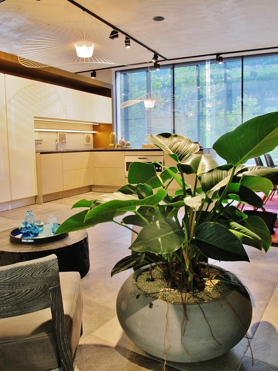 Philodendron Pflanze in Wohnraum kueche kaufen