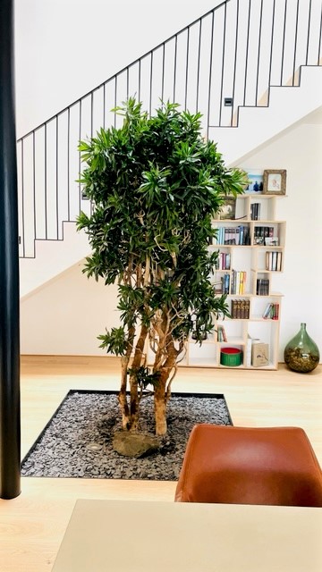 Raumpflanze in Bodenbeet gepflanzt - Privathaus Dornbirn - Österreich Pleomele Baum Im Raum dornbirn at Bodenbeet