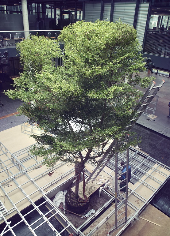 bucida baum pflanzung raum