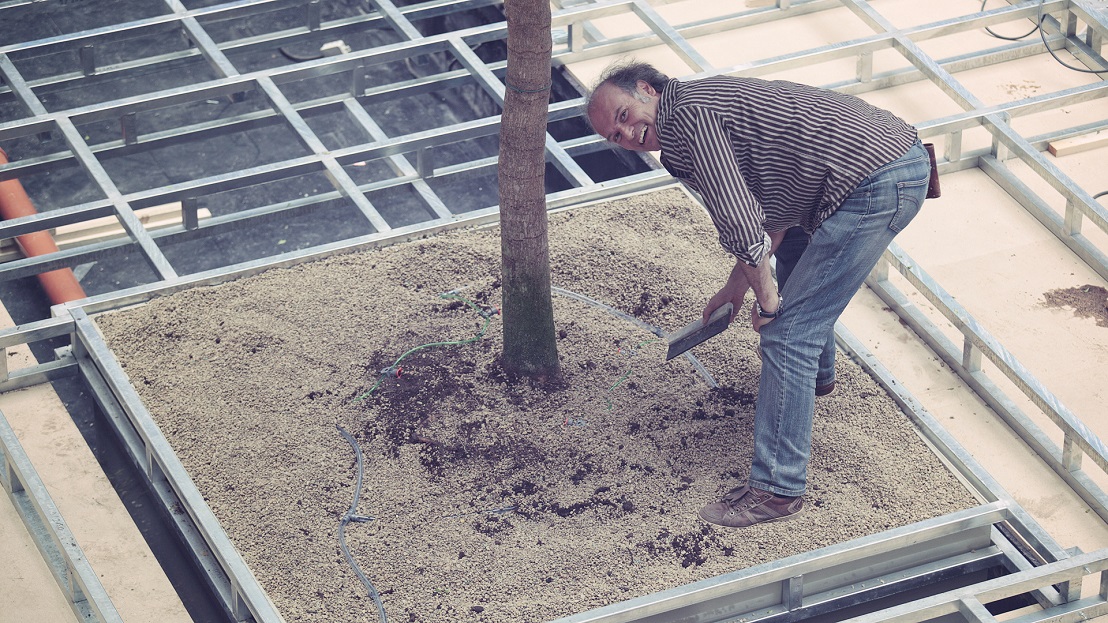 bucida baum raum substrat endplanierung