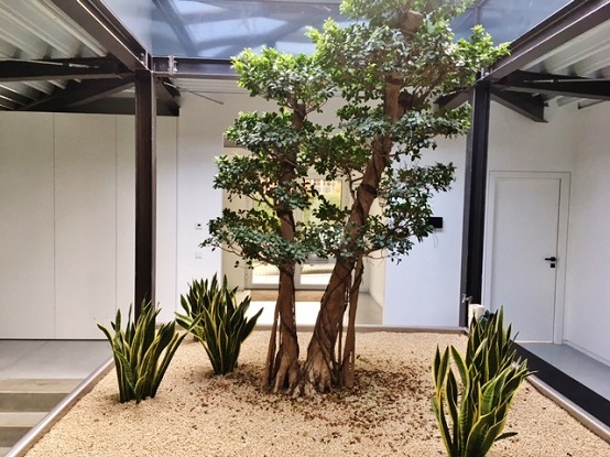 Ficus microcarpa im Bodenbeet