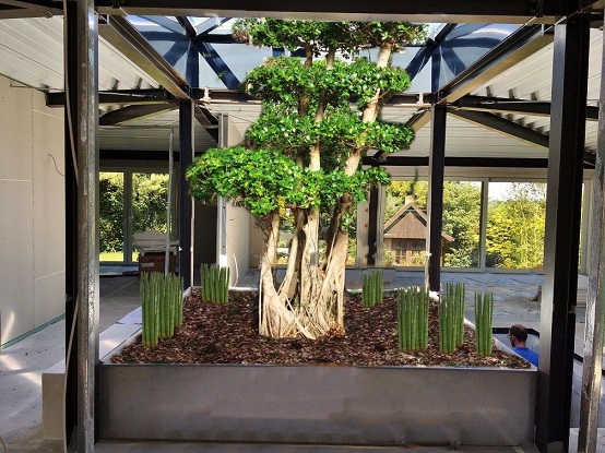 Photomontage with Ficus microcarpa bonsai