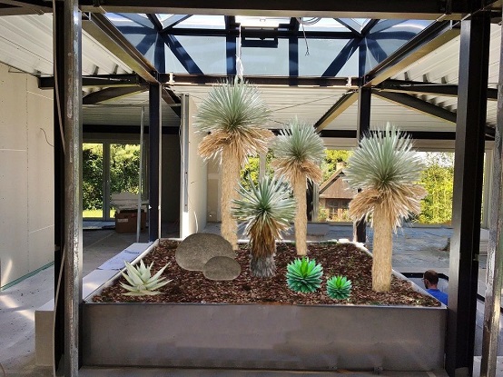 Bildmontage atrium yucca rostrata mexiko rostrata