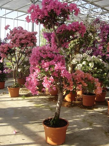 alte bougainvillea kaufen Bougainvillea glabra lila kaufen