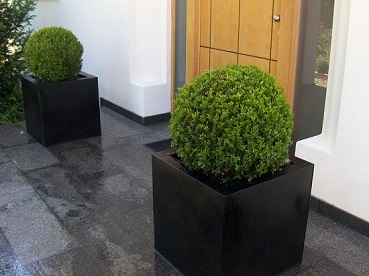 Buchskugel im Gefäß Buchskugeln Eingang Buxus sempervirens muenchen