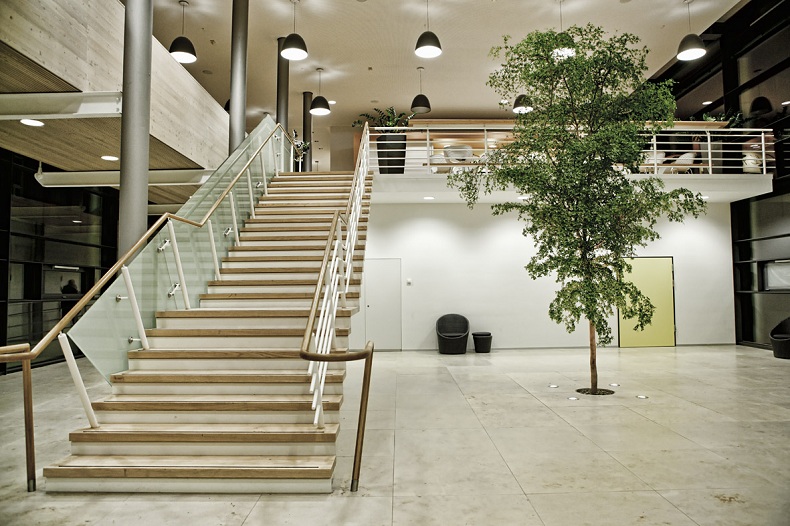 Bucida_buceras_tree_stairway_clinic_planting_interior