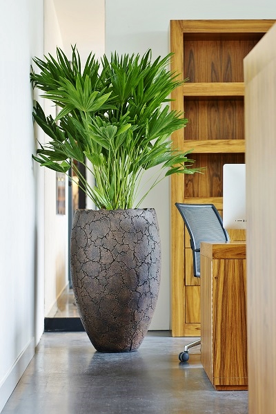 office plants muenchen frankfurt stuttgart online buy