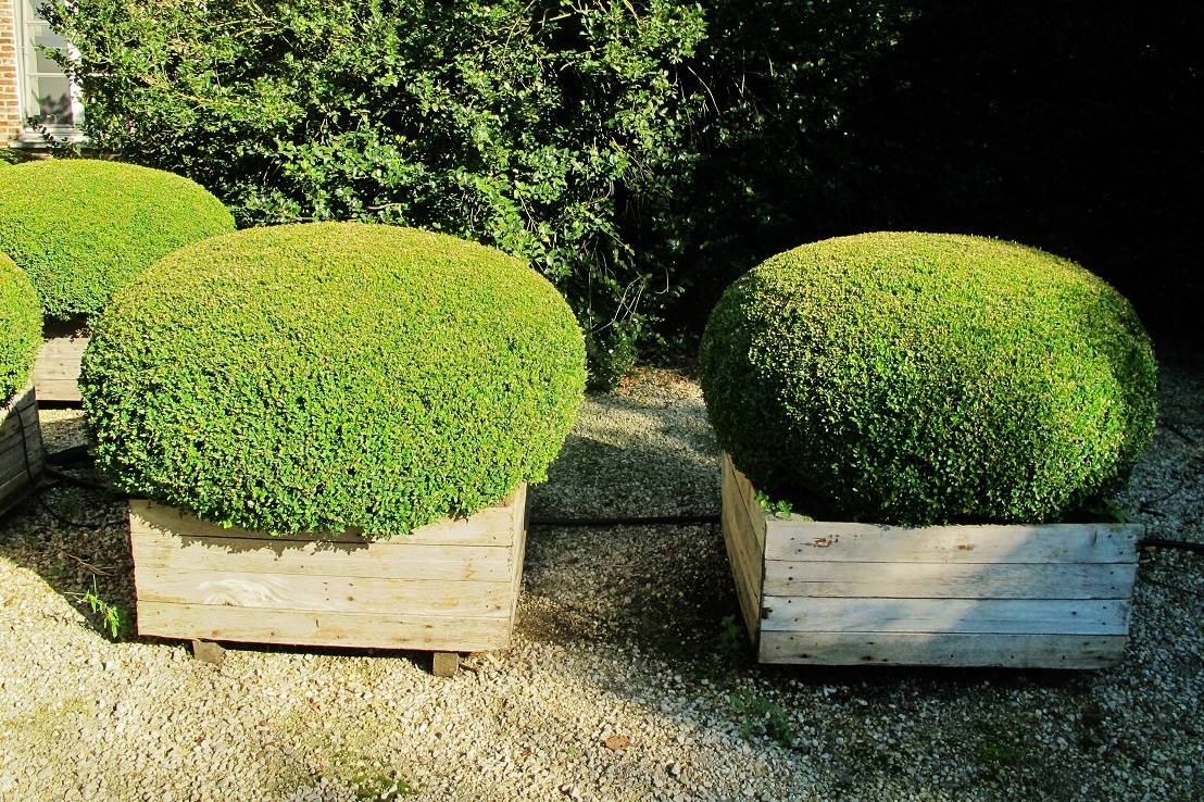 Buxus-sempervirens-Kugel-Paar