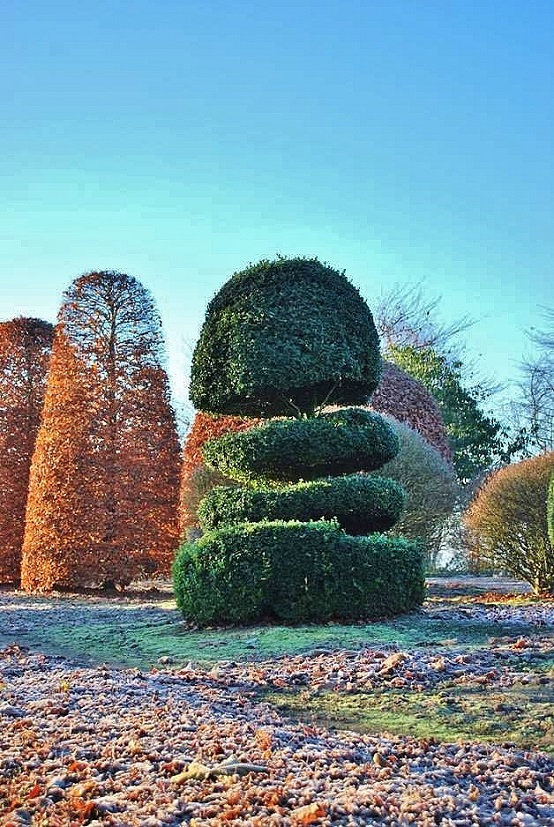 Buxus abgestufte Form Buxus sempervirens Rotundifolia