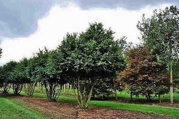 alter Buchsbaum kaufen Buxus sempervirens Rotundifolia mehrstaemmig kaufen