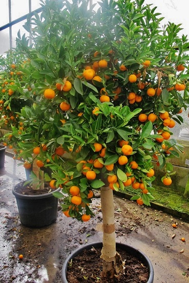 Calamondin kaufen 180cm