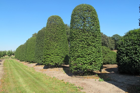 Carpinus Betulus Allee