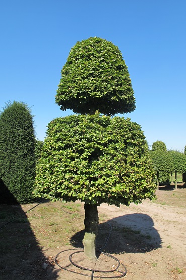 Carpinus betulus Topiary