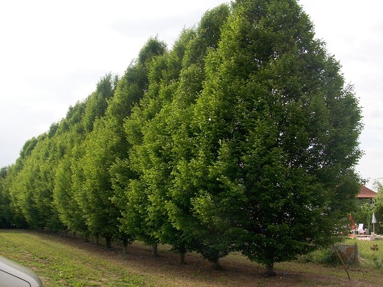 Grosse Weissbuche kaufen Carpinus betulus Hainbuche Baum