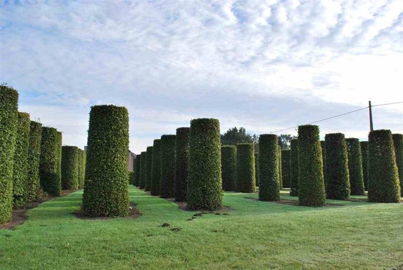 Carpinus betulus Zylinders kaufen