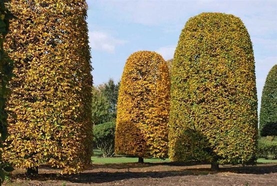 Carpinus betulus Dome kaufen