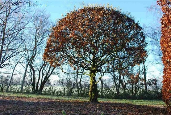 Carpinus betulus hornbeam with gnarled trunk